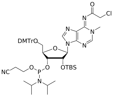 2'-OTBS N1-Me-A(ClAc) amidite - WuXi TIDES