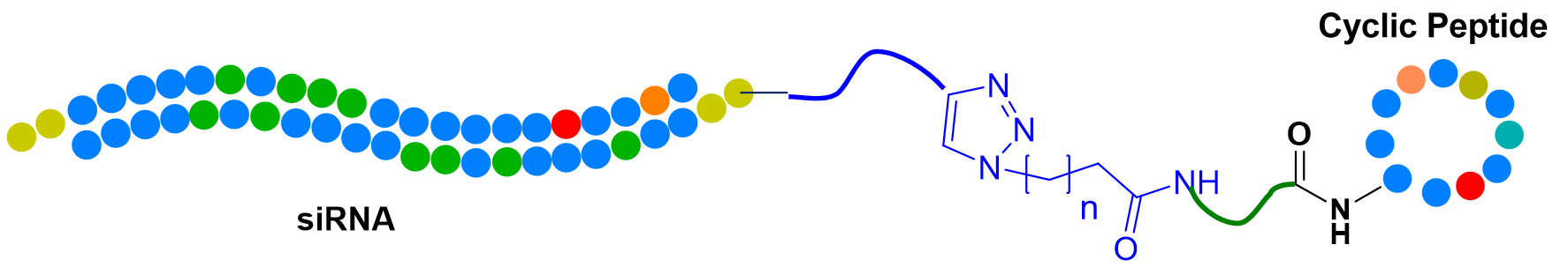 siRNA peptide 偶联物