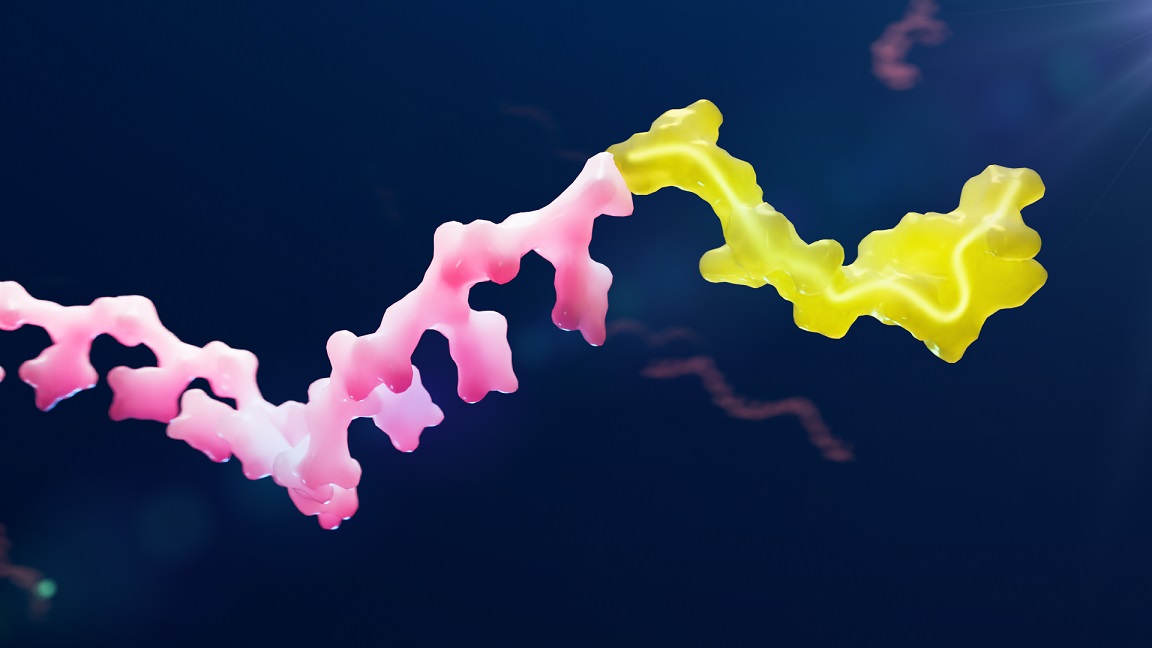 oligo peptidePOC Conjugate